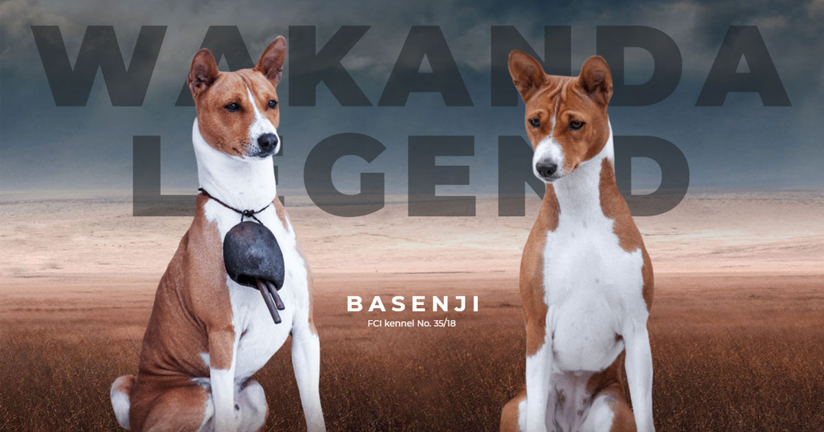 are basenjis dominant dogs